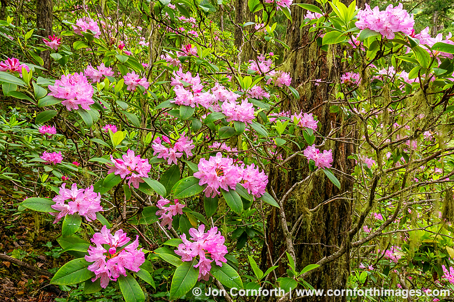 Quilcene Rhododendrons 6
