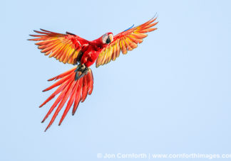 Scarlet Macaw 12