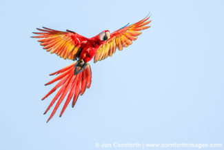 Scarlet Macaw 12