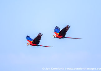 Scarlet Macaw 14