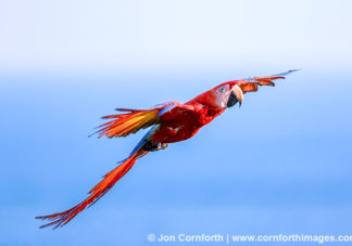 Scarlet Macaw 29
