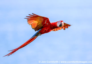 Scarlet Macaw 31