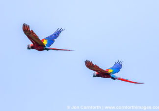 Scarlet Macaw 34