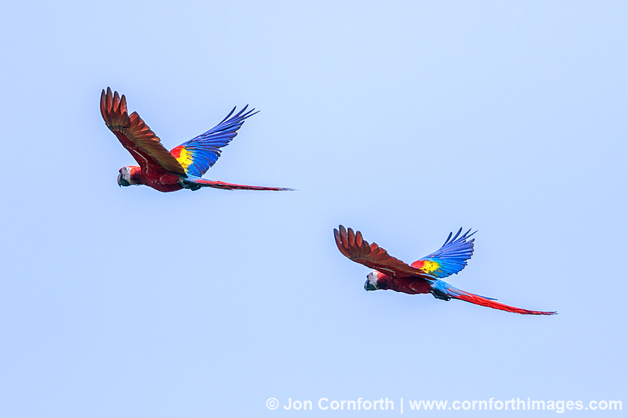Scarlet Macaw 34