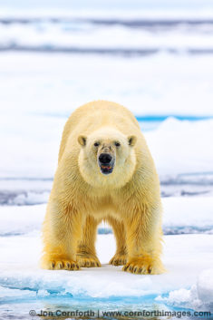 Svalbard Polar Bear 11