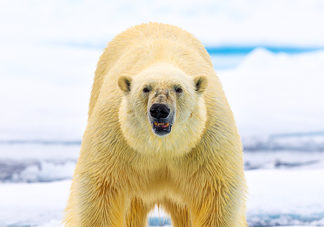 Svalbard Polar Bear 11