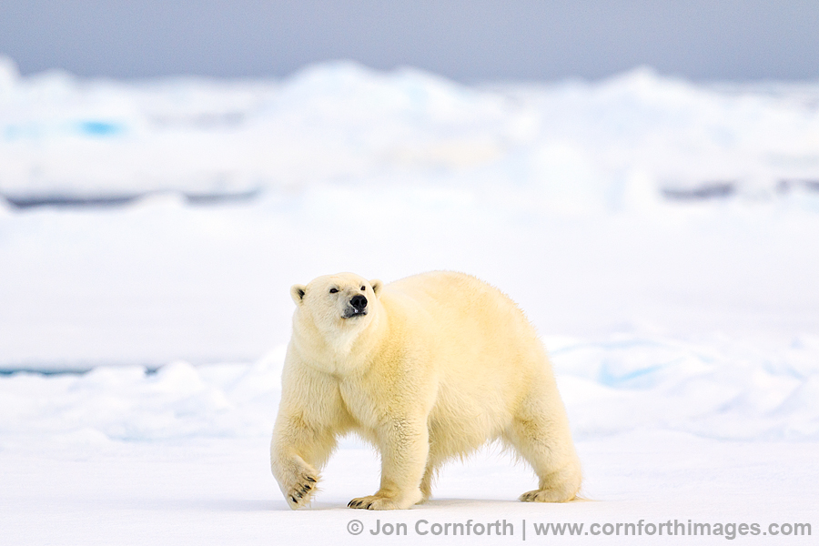 Svalbard Polar Bear 15