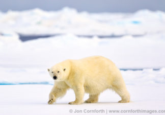 Svalbard Polar Bear 16