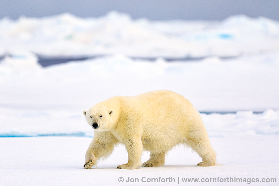 Svalbard Polar Bear 16