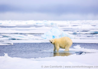 Svalbard Polar Bear 2
