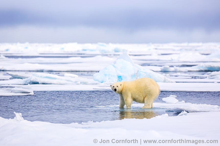 Svalbard Polar Bear 2