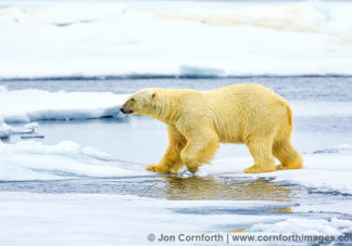 Svalbard Polar Bear 22