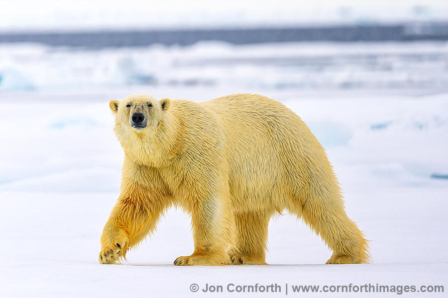 Svalbard Polar Bear 24