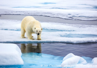 Svalbard Polar Bear 3
