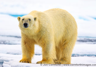 Svalbard Polar Bear 9