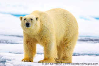 Svalbard Polar Bear 9
