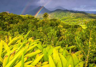 Hanalei Ridge Sunrise Rainbow 2