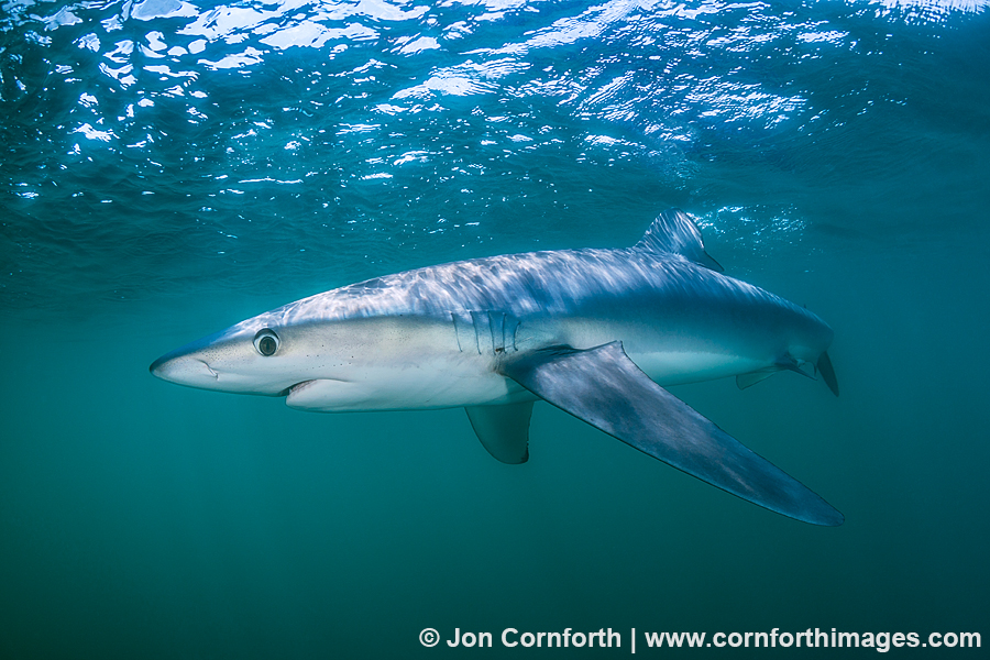Rhode Island Blue Shark 10