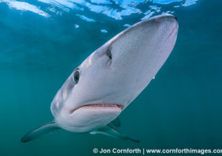 Rhode Island Blue Shark 11