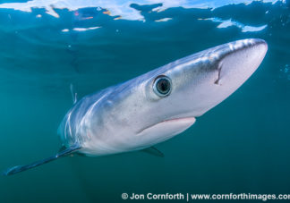 Rhode Island Blue Shark 13