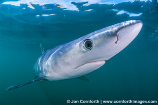 Rhode Island Blue Shark 13