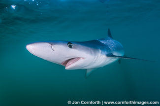 Rhode Island Blue Shark 14