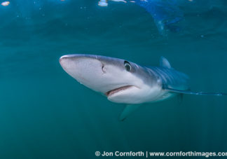 Rhode Island Blue Shark 15