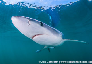 Rhode Island Blue Shark 16
