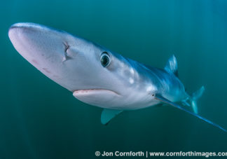 Rhode Island Blue Shark 17