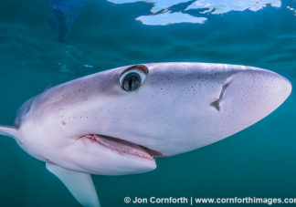 Rhode Island Blue Shark 18