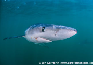 Rhode Island Blue Shark 19