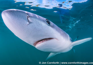 Rhode Island Blue Shark 20