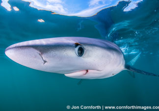 Rhode Island Blue Shark 5