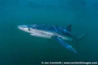 Rhode Island Blue Shark 6
