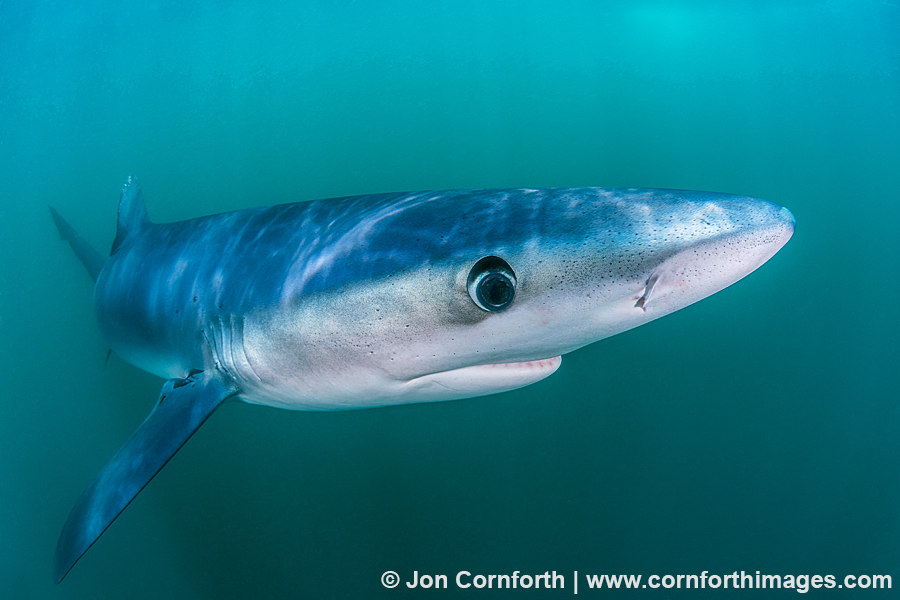 Rhode Island Blue Shark 8