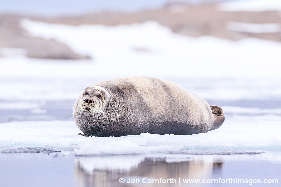 Bearded Seal 5