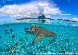 Bora Bora Blacktip Reef Sharks 1