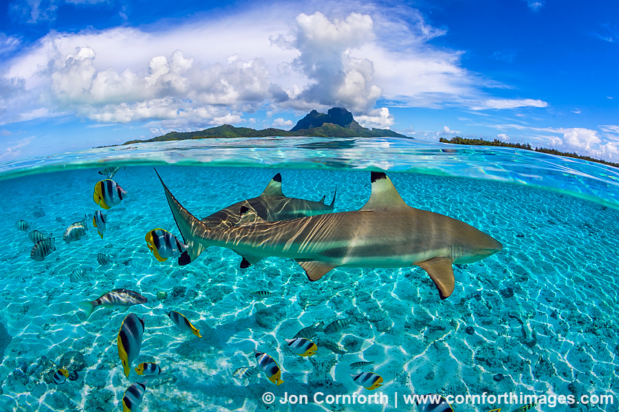 Bora Bora Blacktip Reef Sharks 2