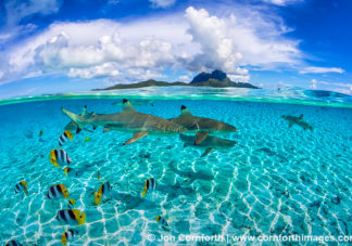 Bora Bora Blacktip Reef Sharks 3