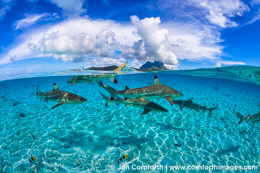 Bora Bora Blacktip Reef Sharks 4