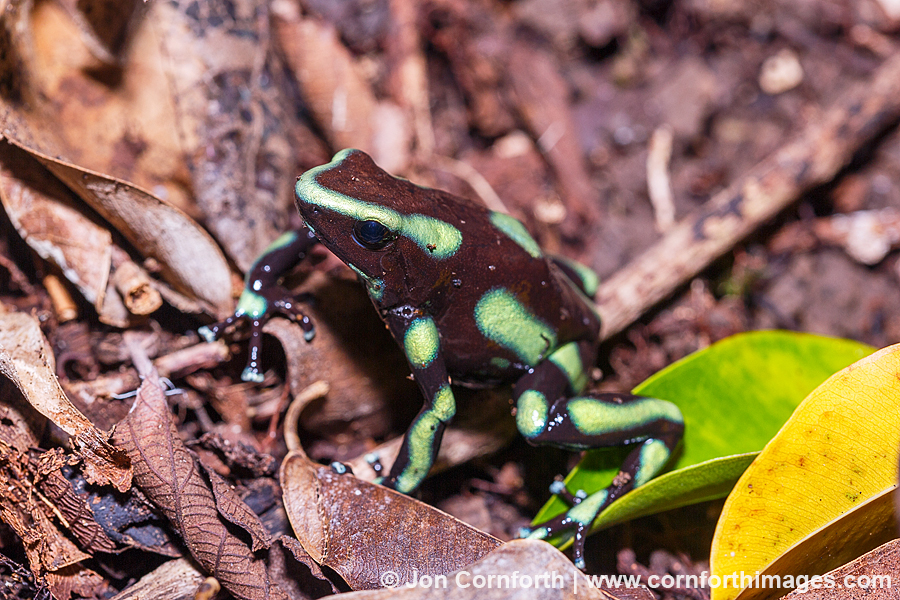 Green & Black Poison Dart Frog 1