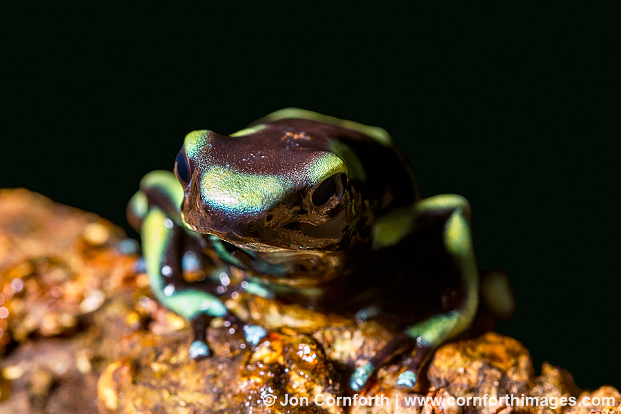 Green & Black Poison Dart Frog 4