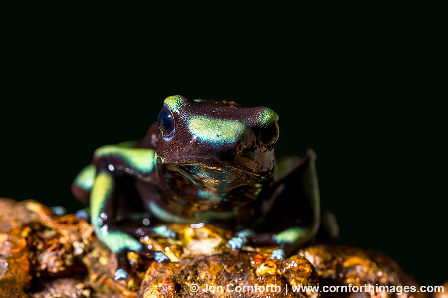 Green & Black Poison Dart Frog 5
