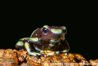 Green & Black Poison Dart Frog 7