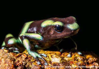 Green & Black Poison Dart Frog 8