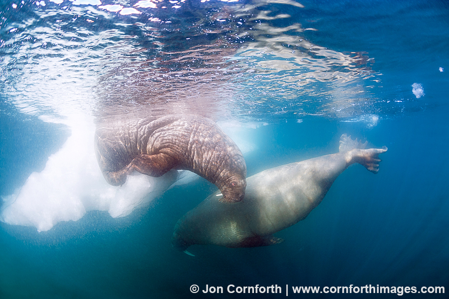 Lagoya Underwater Walrus 4