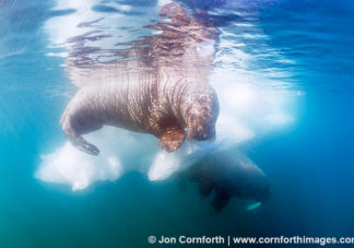 Lagoya Underwater Walrus 5
