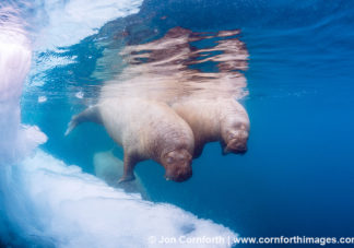 Lagoya Underwater Walrus 6