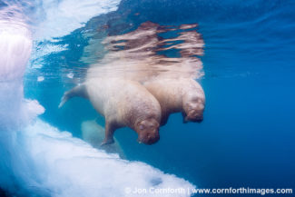 Lagoya Underwater Walrus 6