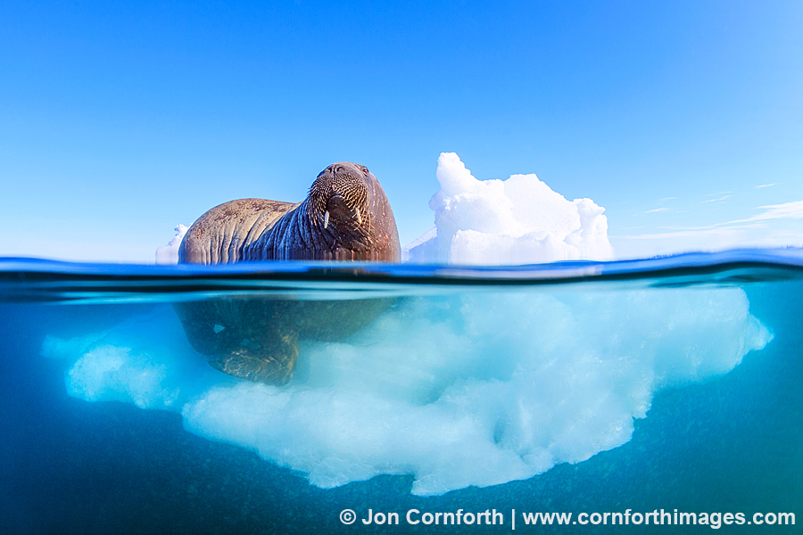 Lagoya Underwater Walrus 7